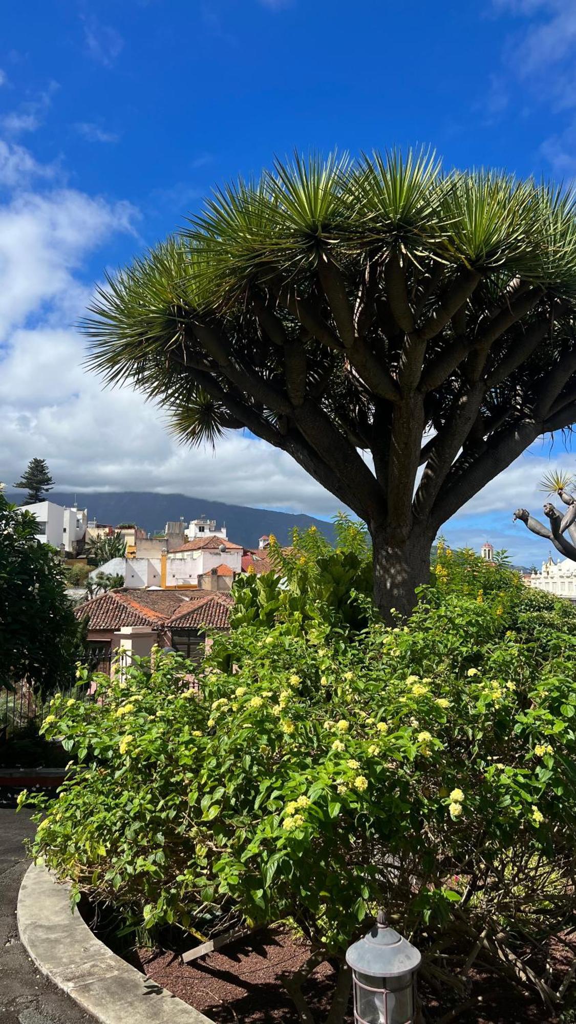 Tenerife Te Espera! Lägenhet Icod De Los Vinos Exteriör bild